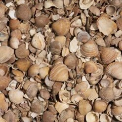 Gewassen Noordzeeschelpen - Big Bag - Per 750kg