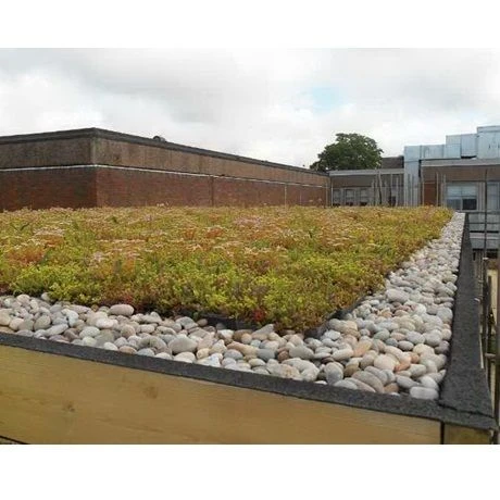 Groendak Sedumtray CLICK 'N GO - 1m² 3 Groendak Sedumtray CLICK 'N GO - 1m² - Afbeelding 3