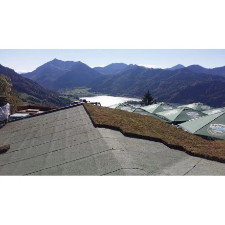 Groendak Sedumtray CLICK 'N GO - 1m² 4 Groendak Sedumtray CLICK 'N GO - 1m² - Afbeelding 4