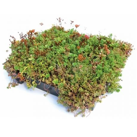 Groendak Sedumtray CLICK 'N GO - 1m² 1 Groendak Sedumtray CLICK 'N GO - 1m²