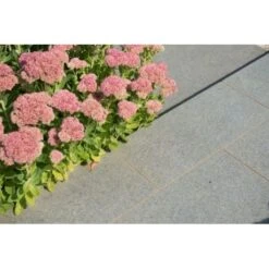 Pepperino Dark (G654) Tegel 60x30x2cm (kist 18m²) -Bouw Materialens Winkel pepperino dark tegel 60x30x2cm kist 18m 2